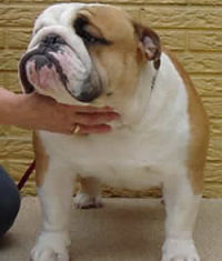 CH. Beefeater's Brass Knuckles